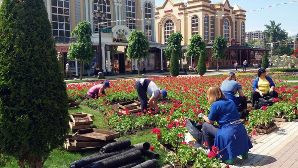 Летние цветы высаживают на городские клумбы Кисловодска