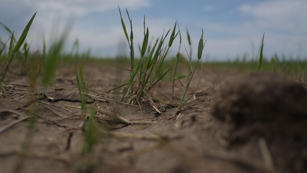 На Ставрополье аграрии оперативно получают страховые выплаты