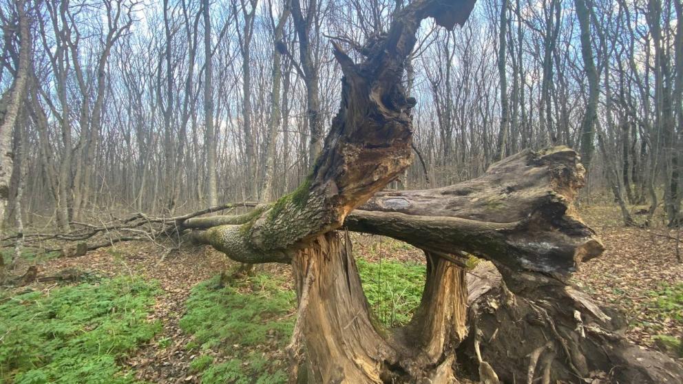 Глава Ставрополья поручил оперативно устранить последствия разгула стихии