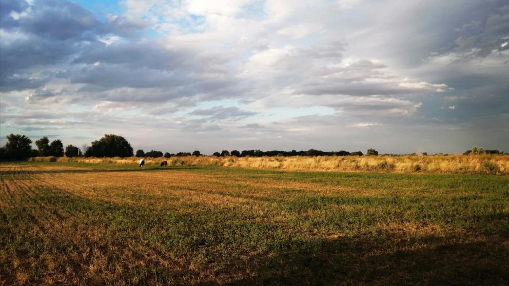 Эксперт объяснил причины аномальной жары на Ставрополье