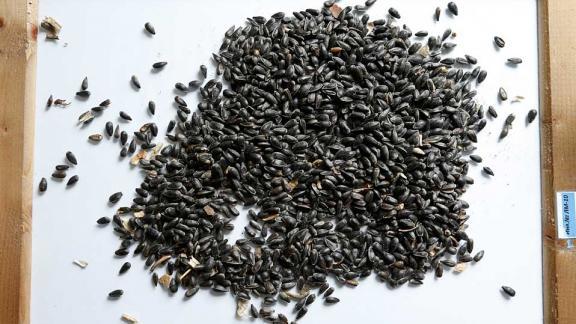 На Ставрополье благодаря господдержке вдвое увеличится производство жареных семечек и орехов