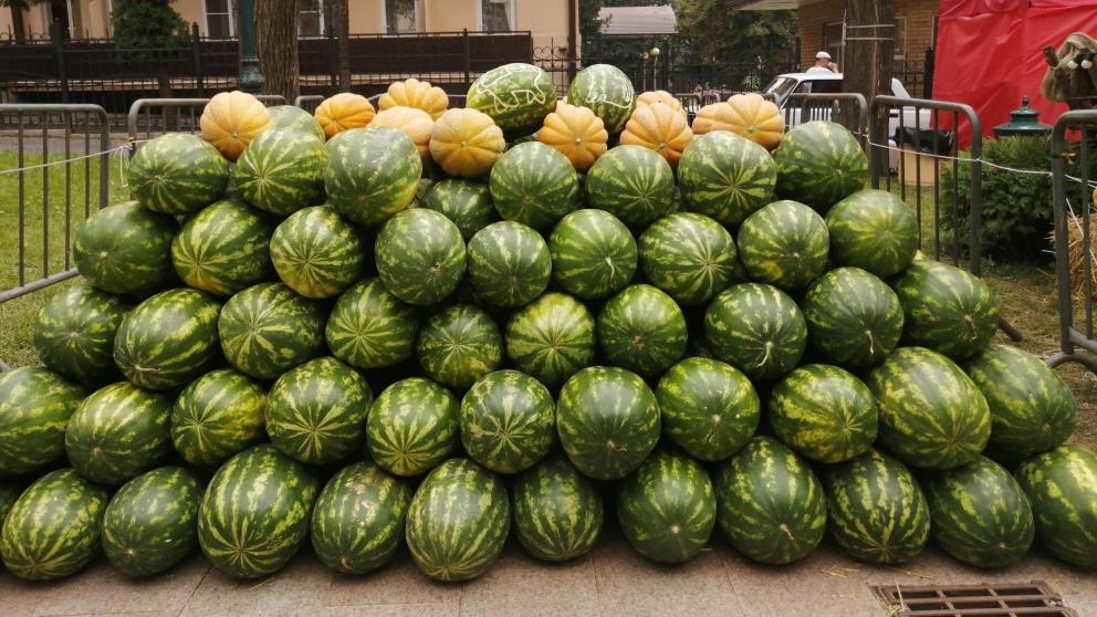 В Ставропольском крае ожидают богатый урожай бахчевых 