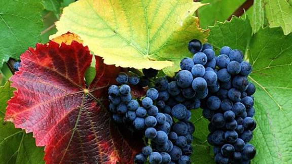 Ученые НИИ сельского хозяйства посетили виноградарские предприятия Ставрополья