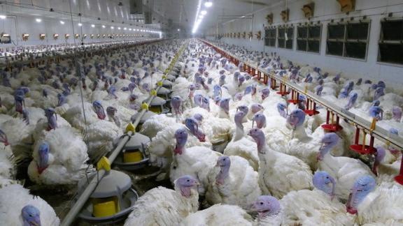 Сбербанк оказал содействие в страховании 140-тысячного поголовья индейки