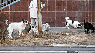 Беспризорные животные в Кисловодске: проблема остается открытой