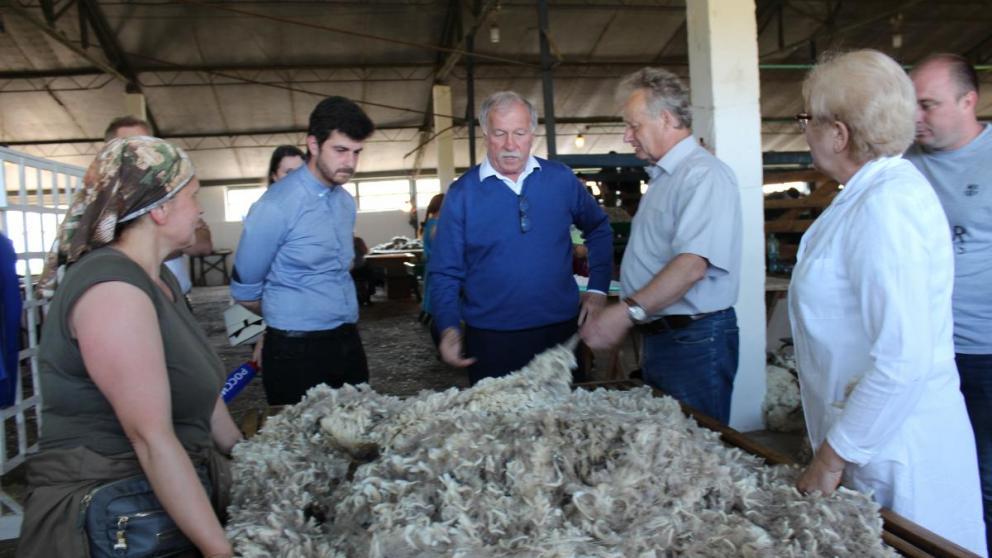 На Ставрополье стартовала стрижка овец