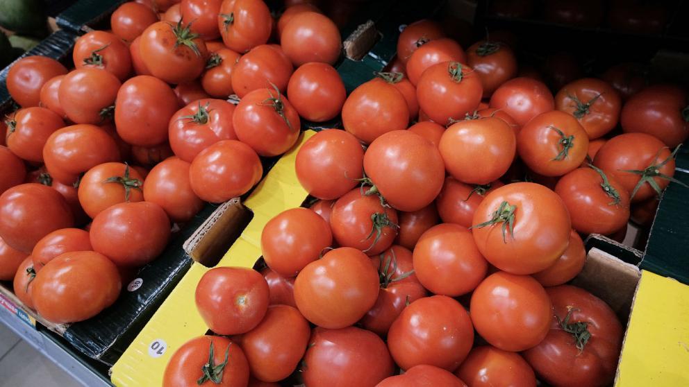 Грантовая поддержка помогла фермеру из Новоселицкого округа Ставрополья собрать более тонны томатов