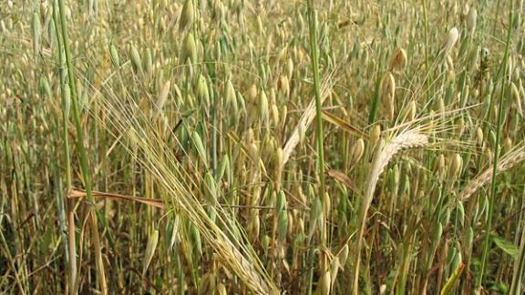 На Ставрополье выполнен план по севу овса