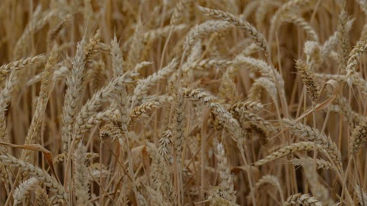 Ставрополье экспортировало 1,6 млн тонн сельхозпродукции в 2023 году