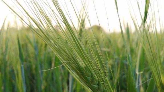 Ставропольские аграрии получили льготные кредиты на 26 миллионов рублей