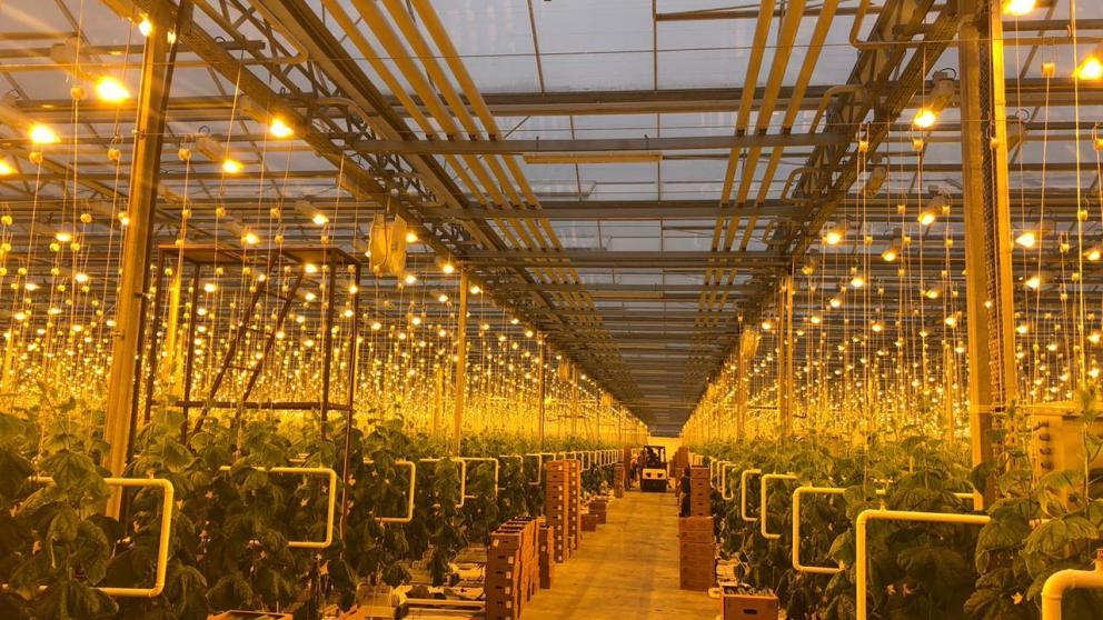 Производство тепличных овощей на Ставрополье увеличилось на 19 процентов