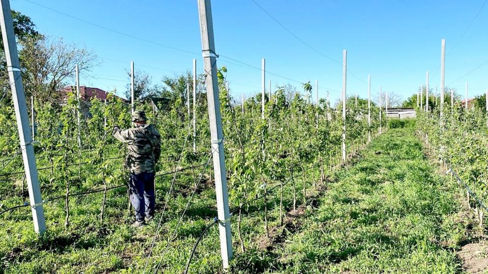 В Минераловодском округе заложили суперинтенсивные сады