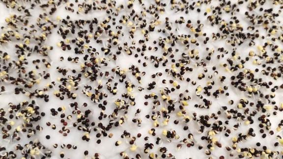 В марте дачники Ставрополья приступают к закладке семян на рассаду