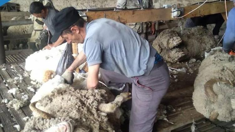 В хозяйствах Ипатовского округа Ставрополья в разгаре стрижка овец