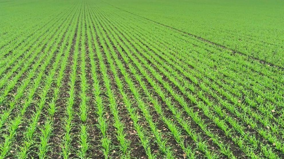 В Апанасенковском округе Ставрополья завершается сев яровых