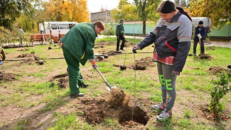 В Буденновском округе Ставрополья приступили к осенней высадке деревьев