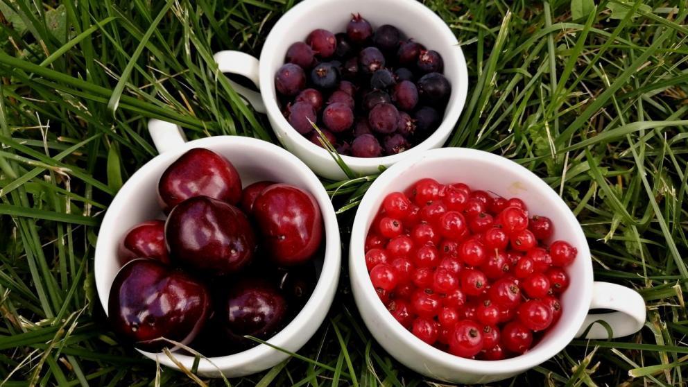 Ягодный кластер планируют создать в Кочубеевском округе Ставрополья