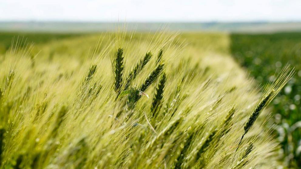 Губернатор Ставрополья: Всё меньше импорта используем при яровом севе