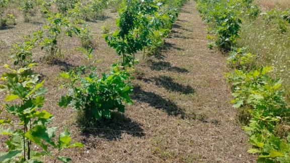 На Ставрополье завершилась летняя прополка сеянцев лесных культур