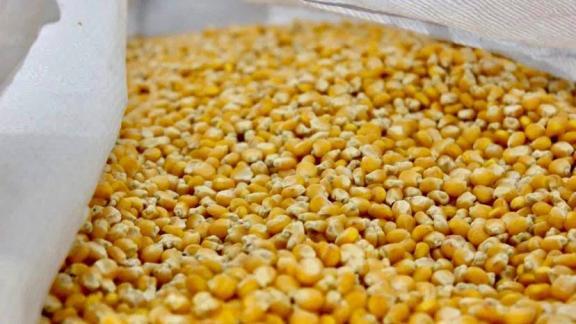 Аграрии Ставрополья приступили к севу кукурузы и подсолнечника