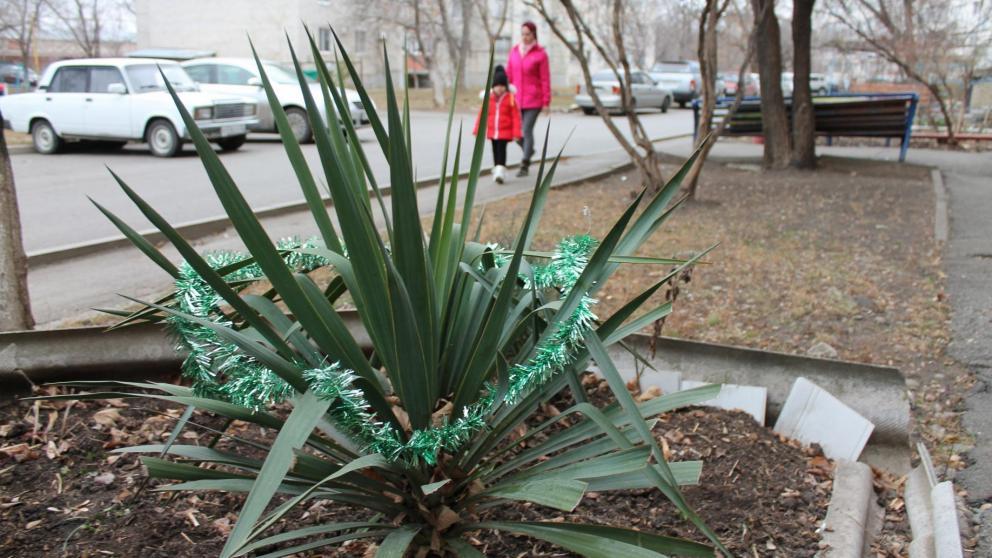 Вместо ёлок некоторые невинномысцы на новогодние праздники украшали юкку