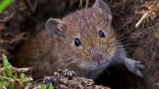 Борьба с грызунами началась на хлебных полях Ставрополья