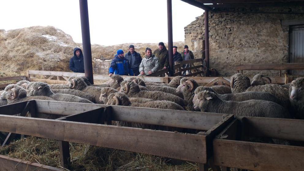 Нагрянувшие на Ставрополье морозы и снегопад не застали врасплох животноводов