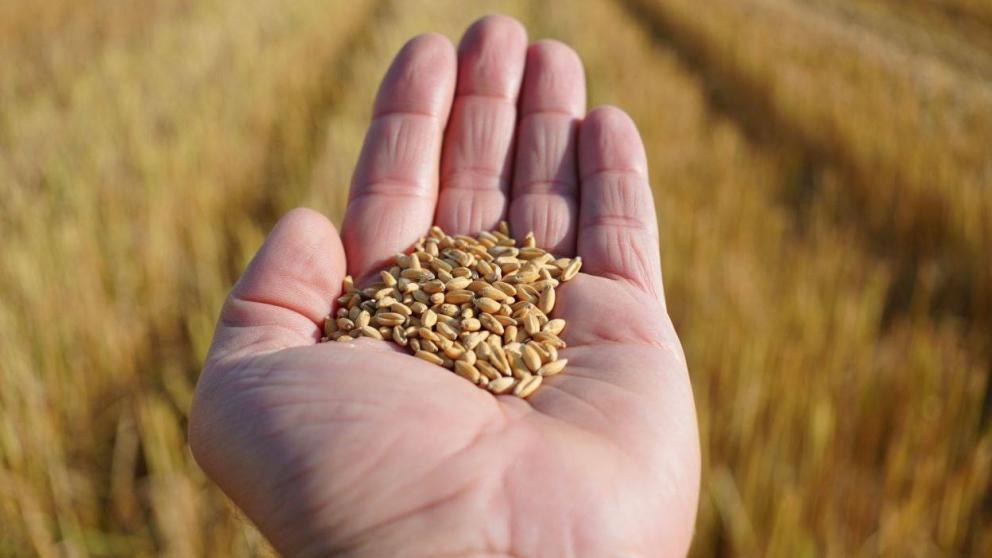 Губернатор Ставрополья: Урожай зерновых превысил внутренние потребности региона в 4 раза