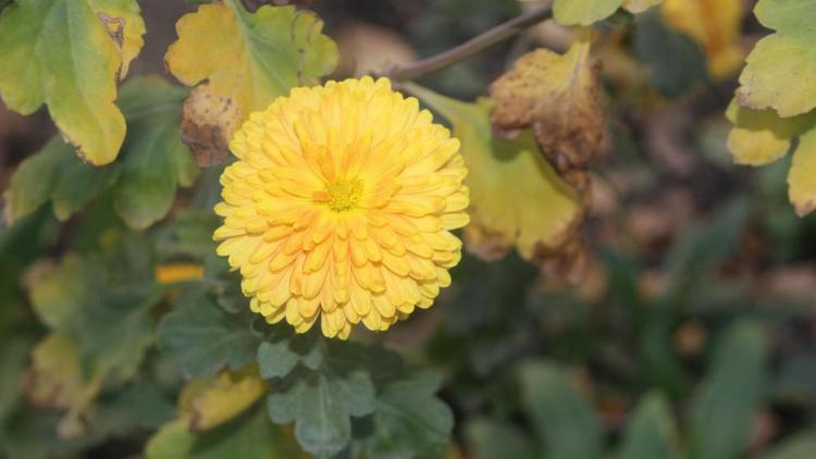 В Невинномысске в канун зимы зацвели одуванчики