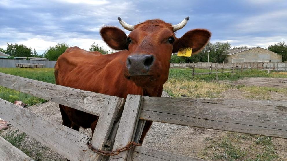 Мужчина на Ставрополье похищал с пастбища чужих коров