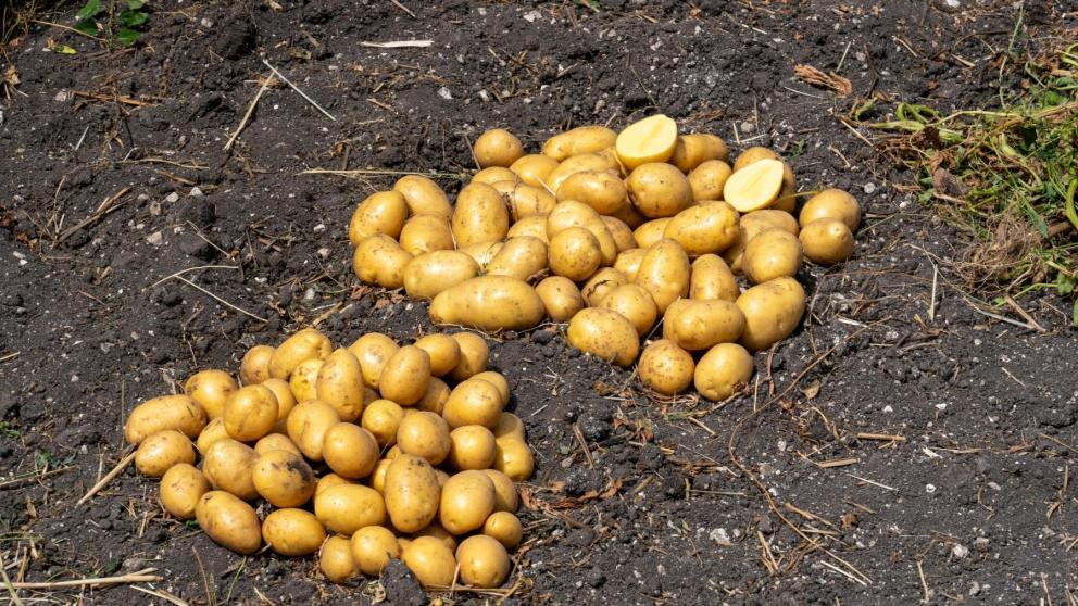 В Предгорном округе Ставрополья стартовала уборка раннего картофеля