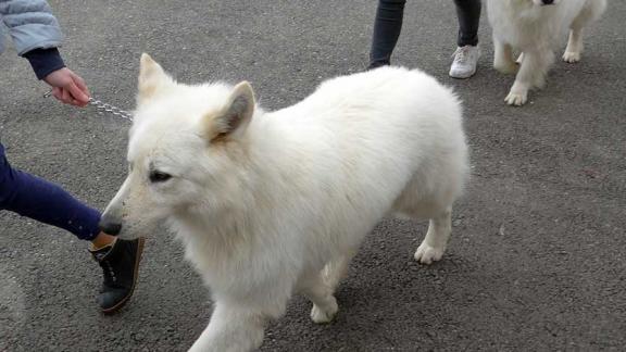 Кинологический фестиваль впервые провели на базе пятигорской школы