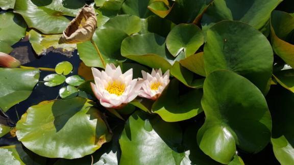 В Ставропольском ботаническом саду массово цветут кувшинки