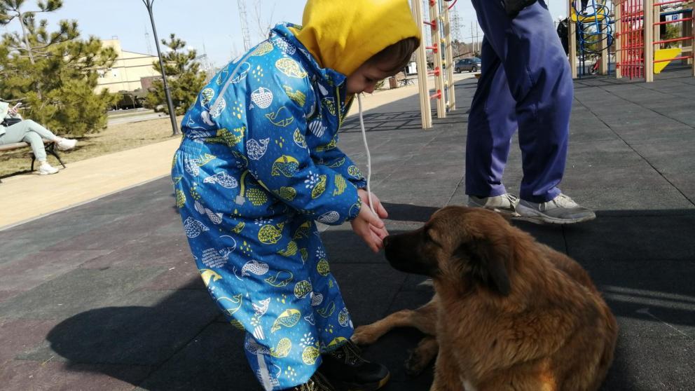 В минздраве Ставрополья рассказали, что нужно делать, если укусила собака