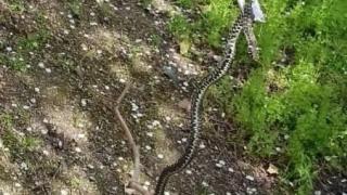 В селе Красногвардейском отловили змею во дворе одного из домов