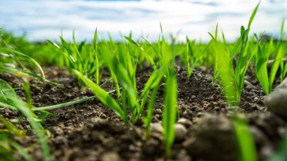 В Новоселицком округе Ставрополья завершилась весенняя посевная 