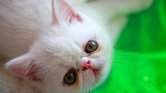 Международная выставка кошек прошла в Ставрополе