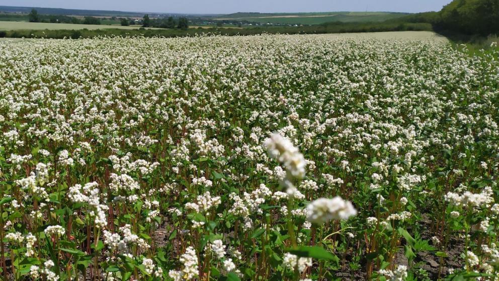 В Предгорье два крупных фермерских хозяйства выделили 200 гектаров земли под посевы гречихи