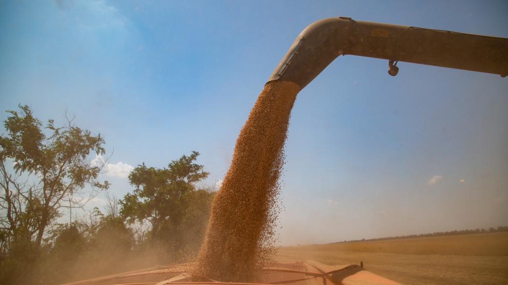 На Ставрополье обмолочено более половины уборочной площади гороха