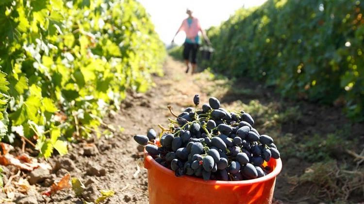 Ставрополье стало первым регионом по агрострахованию виноградарства 