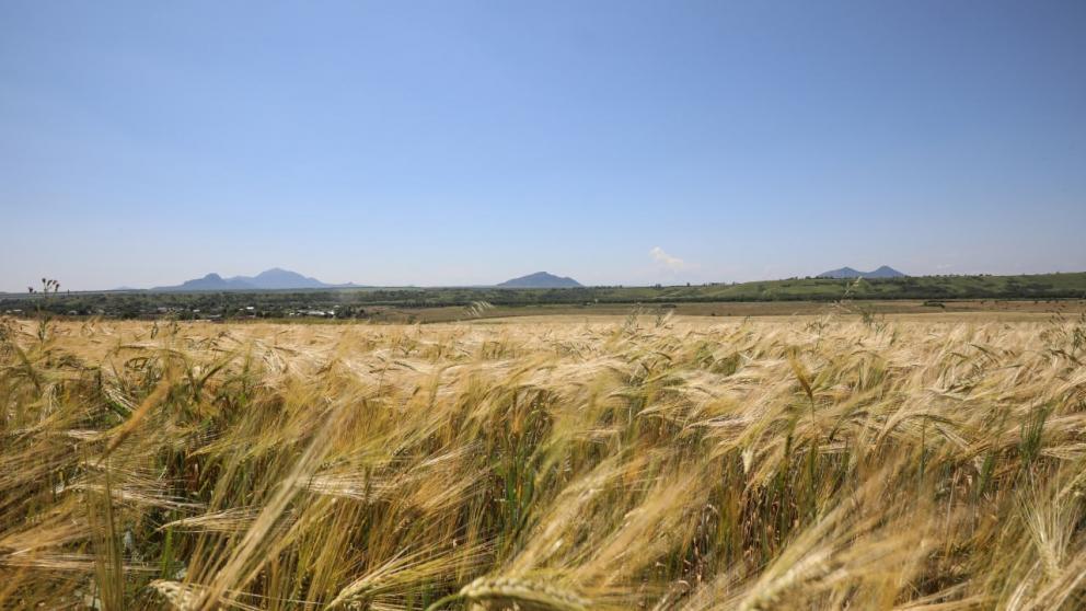 Ставропольские учёные разрабатывают инновационные средства защиты злаковых культур