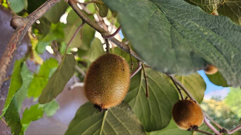 Фермер из Ясной Поляны собрал рекордный урожай киви