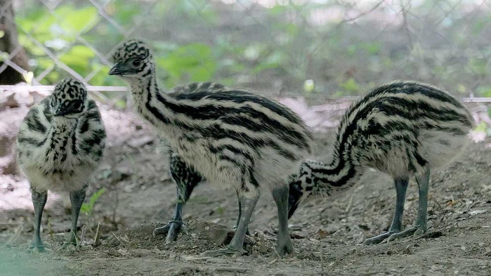В зоопарке Ставрополя очередной бейби-бум
