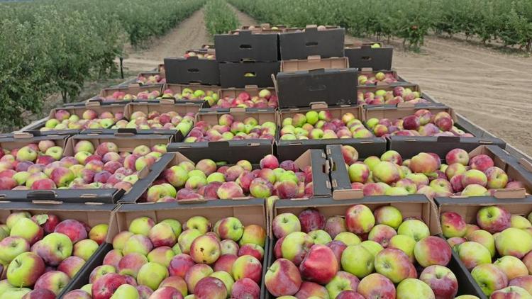 Ставропольские садоводы заложили на хранение более 42 тысяч тонн яблок