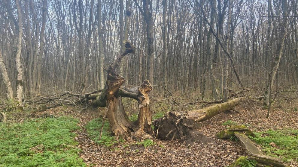 Ураган повалил 15 деревьев и повредил два автомобиля на Ставрополье