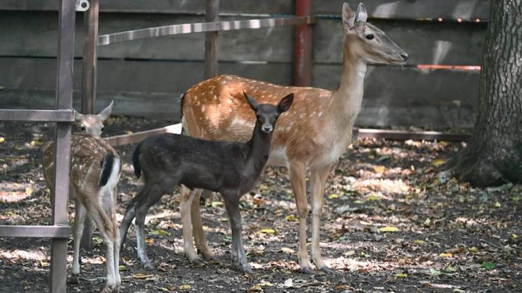 В зоопарке парка Победы Ставрополя родились четверо малышей