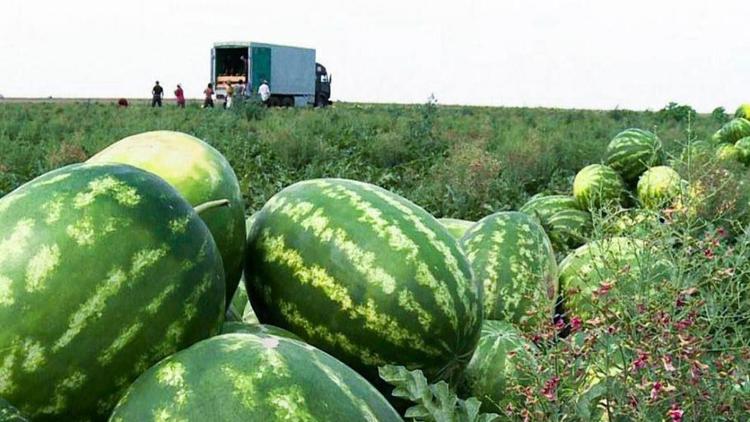 На Ставрополье собрали 2,5 тысячи тонн бахчевых культур