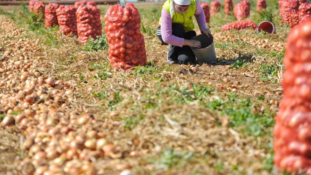 Урожай лука в Ставропольском крае достиг 8 тысяч тонн