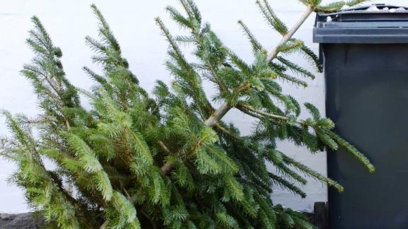 Ставропольцам рассказали как правильно утилизировать новогоднюю ёлку