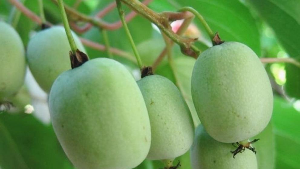 В Предгорном округе Ставрополья выращивают дальневосточный киви
